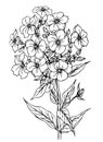 Summer flower phlox, outline black and white vector illustration